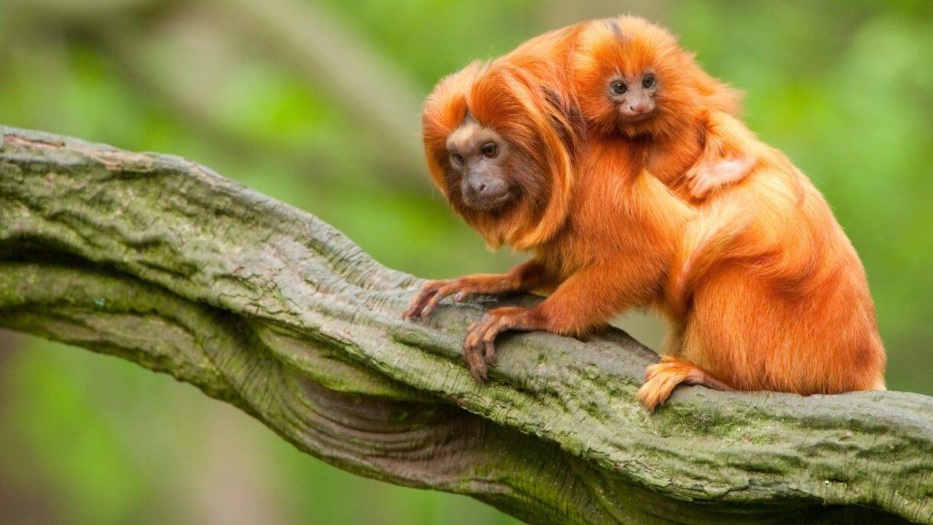 Species 360. Monkey with baby monkey on back.