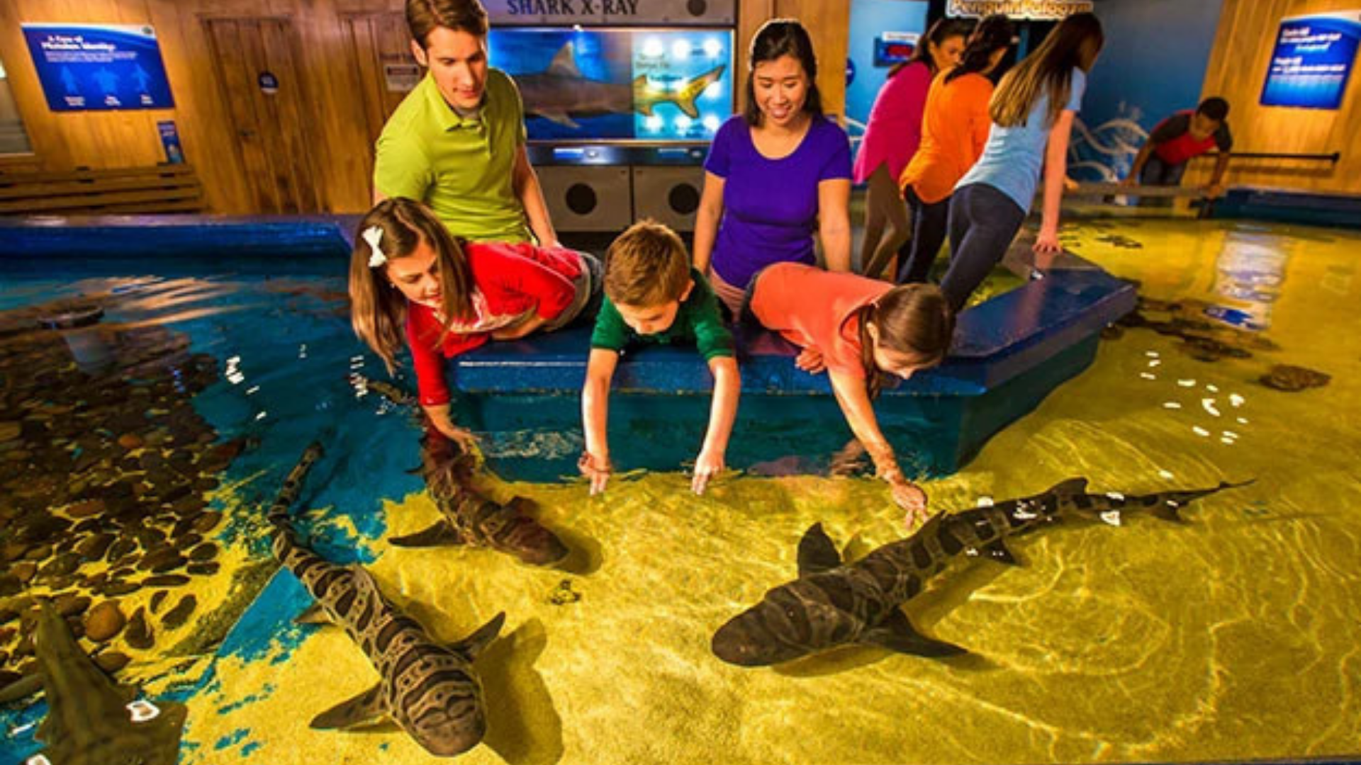 Newport Aquarium. Image shows a family petting fish.