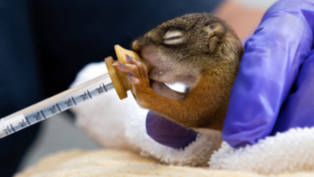 Ohio Wildlife Center. Image shows someone feeding a baby squirrel with a syringe.