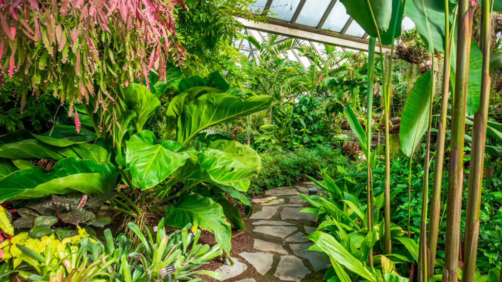 Chicago Botanic Garden. Image shows a leafy, tropical pathway.