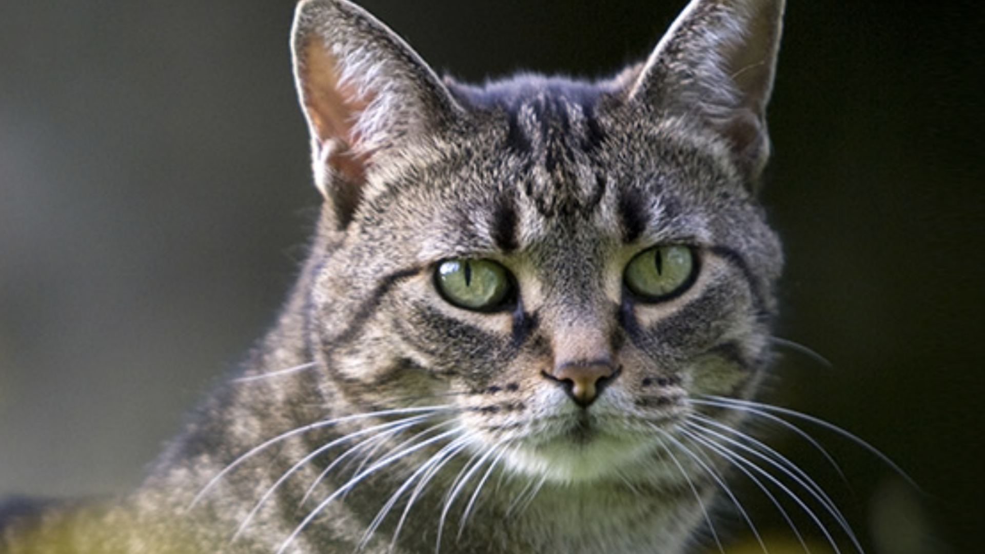 Animals for Life Foundation. Image shows a tabby cat.