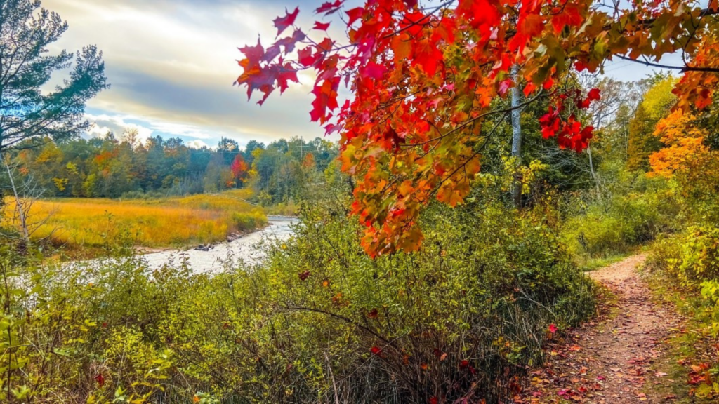 Grand Traverse County Parks and Recreation. Image shows a beautiful walking trail in the woods during autumn.