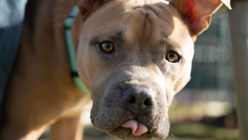 Humane Society of Summit County. Image shows pit bull mix with his tongue out.